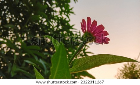Exotic flower silhouette with exposure to sunset