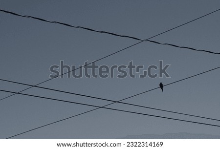 a bird set on a power line to be used as a more abstract idea or used as a background