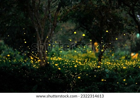Firefly flying in the forest. Firefly lights in the night like a fairy tale. Fireflies in the bush at night in Prachinburi Thailand. Light from fireflies at night in the forest, Long exposure photo.8ค Royalty-Free Stock Photo #2322314613