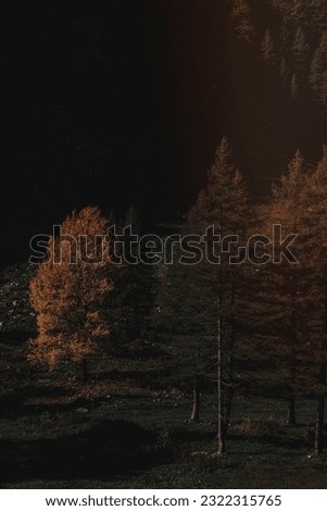 Yellow leaf tree under a moonlight