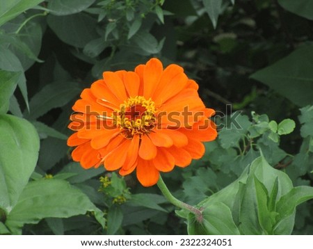 bright orange blossom with red and gold center