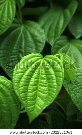 Rich vibrant betel leaves, also known as betel leaves, are visually striking and have a distinct appearance. Betel leaves have a deep, luscious green color that exudes freshness and vitality. Royalty-Free Stock Photo #2322331061
