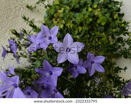 A blue flower, possibly Italian bellflower (Campanula Isophylla). Blue is generally thought to symbolize freedom and power. Royalty-Free Stock Photo #2322332795