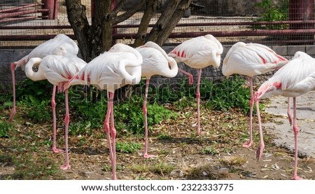 flamingos sleep with their heads on their backs