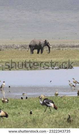 Pond with birds and an elephant in Ngorongoro crater