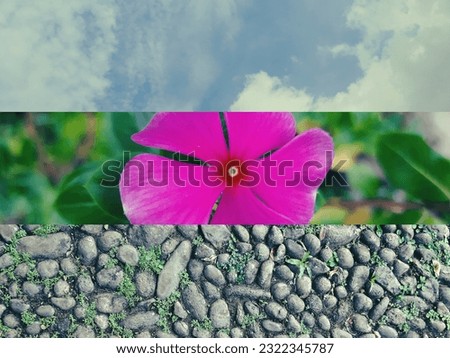 Sky, pink flower and stony pavement combined pictures.