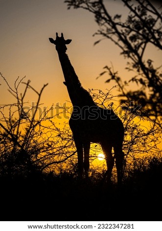 Giraffe silhouette against sunrise in the African bush
