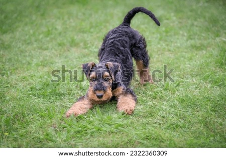 A playful Airedale Terrier puppy, 10 weeks old, black saddle with tan markings, in a play bow position in a green grass meadow Royalty-Free Stock Photo #2322360309
