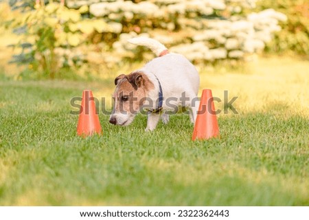 Dog training to follow scent trail in scentwork training school  Royalty-Free Stock Photo #2322362443