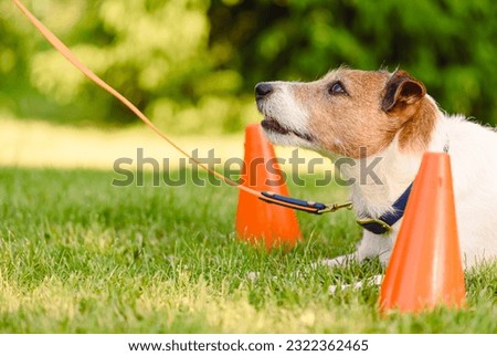 At dog school dog is training basic commands and focus retention at handler Royalty-Free Stock Photo #2322362465