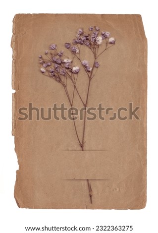 Vintage background of old paper texture with dry flower isolated