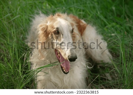 Red dog breed Russian greyhound, borzaya, borzoi, greyhound, portrait, close-up, against the background of green grass. Royalty-Free Stock Photo #2322363815