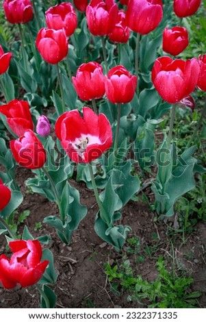 Tulip flower and Tulip festival in Kashmir. Beautiful wall mounting picture, Flower background. Tourist place season to visit Kashmir. Capture the vibrant beauty of tulip flowers in festival