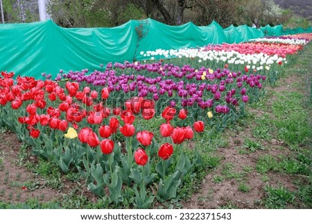 Tulip flower and Tulip festival in Kashmir. Beautiful wall mounting picture, Flower background. Tourist place season to visit Kashmir. Capture the vibrant beauty of tulip flowers in festival