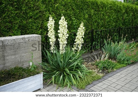Yucca blooms with white flowers in June. Yucca is a genus of perennial shrubs and trees in the family Asparagaceae, subfamily Agavoideae. Berlin, Germany Royalty-Free Stock Photo #2322372371