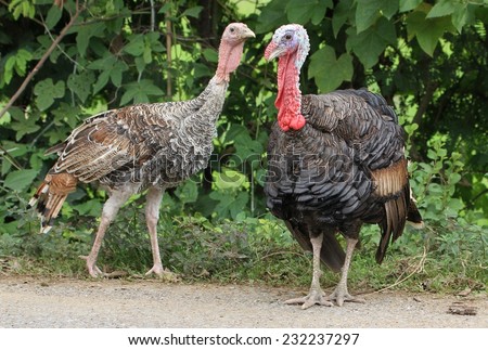 Colorful feathered turkeys on the side of the road near Luang Prabang, Laos. Royalty-Free Stock Photo #232237297