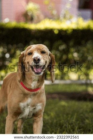 Pet Dogs happy in parks 