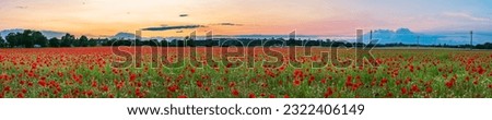 Landscape sunset panorama over poppy field