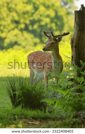 Deer hiding in a shade on a summer day