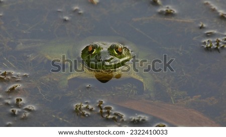 Very large green beautiful frog in the urban wetland. It head move to above the water and remain under the water                               