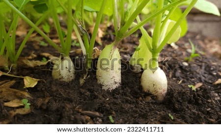 White radish grow in farm.white radish in garden. Bunch of radishes harvest with green tops on soil ground closeup Royalty-Free Stock Photo #2322411711