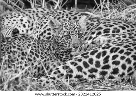 Leopard  cub and mother in Botswana in black and white