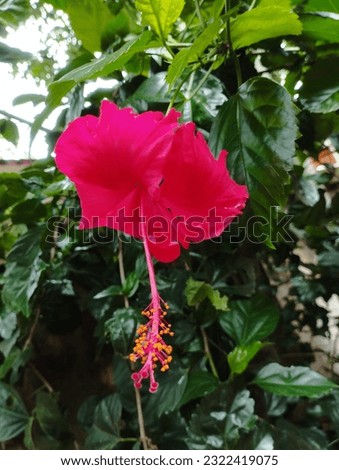 A nice Hibiscus flower with green leaves.