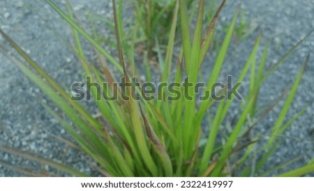 background photo of thatch grass