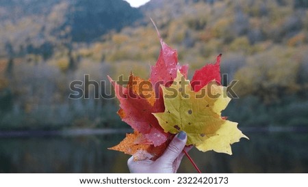 Fall In Canada, its a beautiful picture that shows the vibrant colors of nature and we can see the fall season at it most beauty.