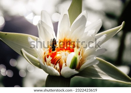 Bee in the White Lotus Picture 1.