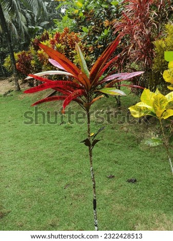 Bunga Puring or Codiaeum variegatum or known as the puring plant, a plant species in the Codiaeum genus, which is in the form of a shrub with very varied leaf shapes and colors