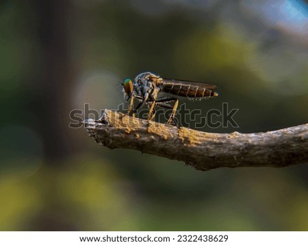 Robber Fly on a branch Royalty-Free Stock Photo #2322438629