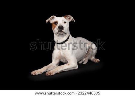 scared white dog reclines  on a black background