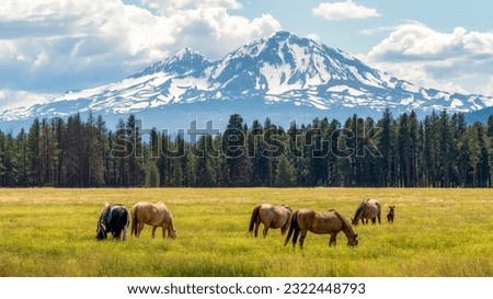 Horses on a Ranch with the Cascade Mountains in the Background in Central Oregon in the Spring Royalty-Free Stock Photo #2322448793