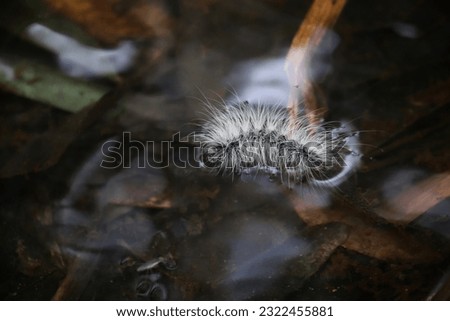 A caterpillar that lives by a stream in the middle of the forest.