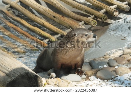 Cute, wet river otter just coming out of the water onto a stone beach