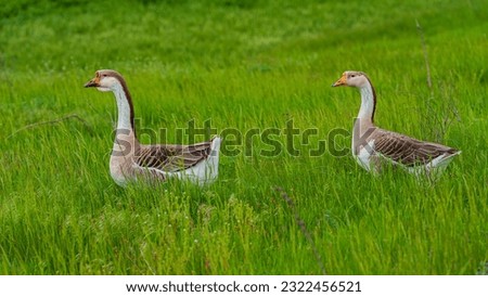 Domestic geese couple in the meadow. Spring. Web banner.
