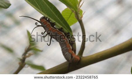 monarch butterfly caterpillar on a green leaf with a partially eaten leaf