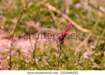 Red Dragonfly Sitting on dead tree Branch Selective Focus Macro Insect Photography
