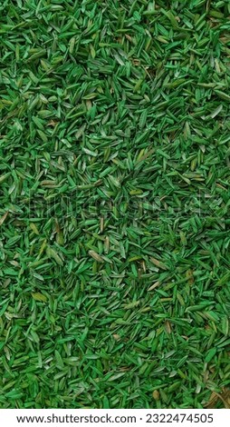 Artificial grass background with copy space.green wallpaper for text and picture.green texture made from paddy 
