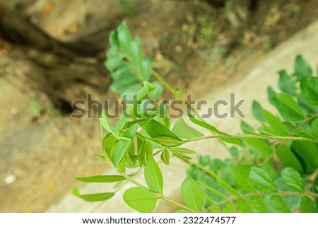 Close up of green leaves on a Grasshopper and branch in the garden, stock photo