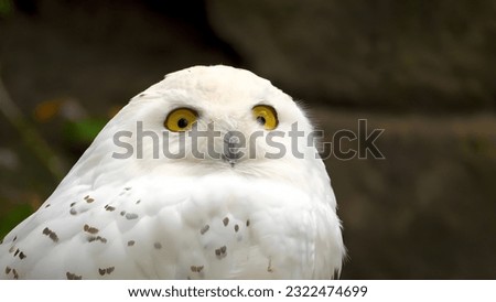 A white owl with yellow eyes is sitting. A picture of a very beautiful owl.

