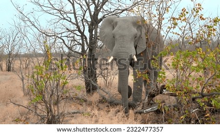 An elephant is standing in a field and there are plants around the elephant. The elephant looks very big. A picture of a very beautiful elephant.