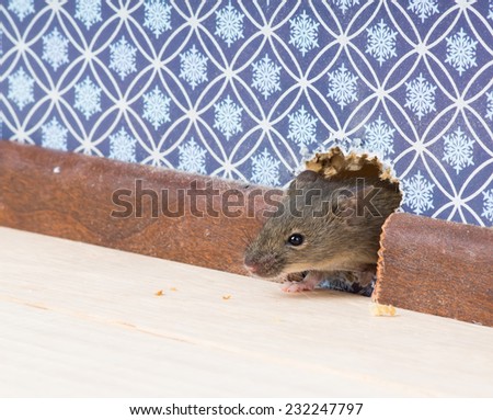 Vulgaris house mouse (Mus musculus) gets into the room through a hole in the wall Royalty-Free Stock Photo #232247797