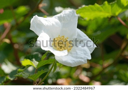 Close up macro image of flower of new mexico raspberry, Rubus neomexicanus