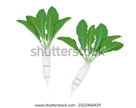 turnips on a white background. Royalty-Free Stock Photo #2322486429