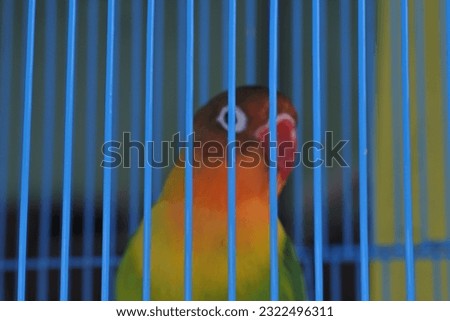 Photo of a bird in a cage, the beautiful bird