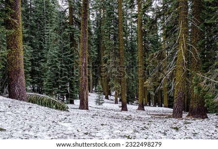 Snow in the pine forest. Pine forest in snow. Snowy pinewood. Pine trees in winter forest Royalty-Free Stock Photo #2322498279