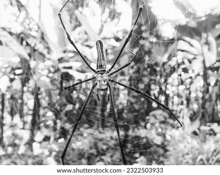 Black and White Nephila pilipes is a species of golden orb-web spider sri lanka ceylo photography