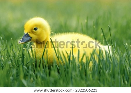 Little baby duck in the grass, duckling close-up. Beautiful yellow goose in natural conditions. Copy space